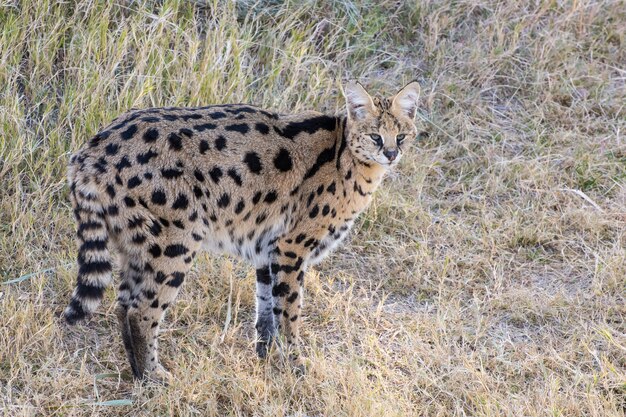 Serval Standing in a Grassy Field