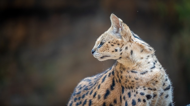 Serval Wild Cat