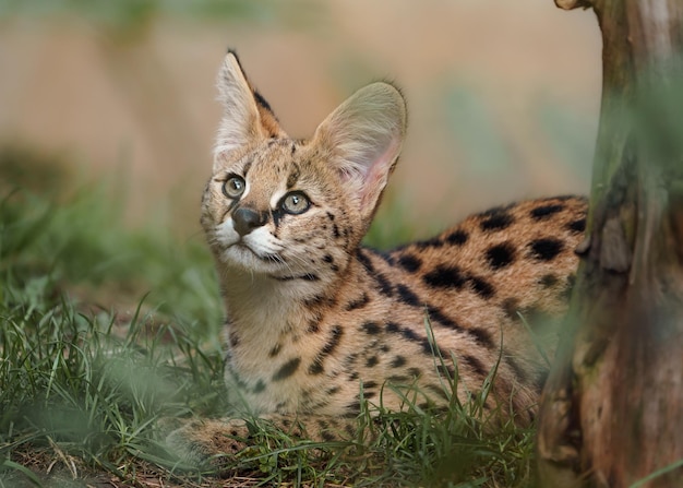 Serval