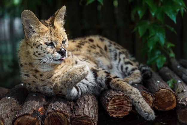 Serval