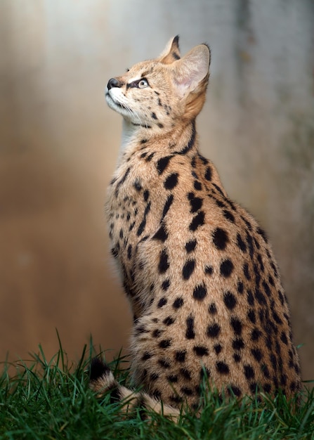 Serval