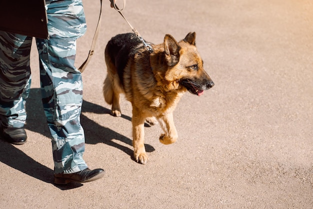 Service dog people safety security