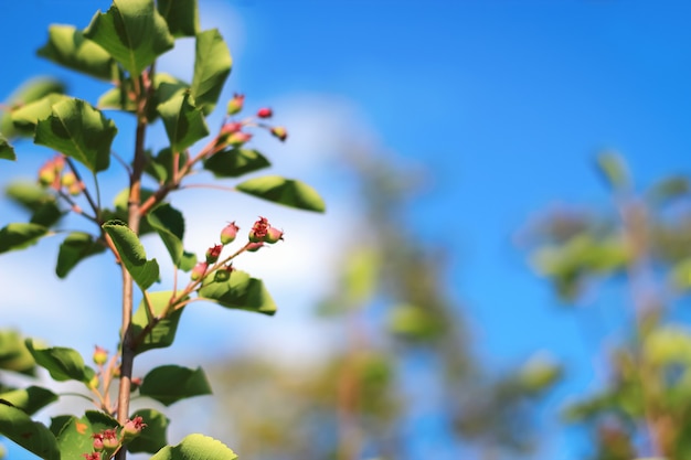 나뭇가지 배경 푸른 하늘에 있는 Serviceberry 선택적 포커스 Amelanchier canadensis 과일 나무에