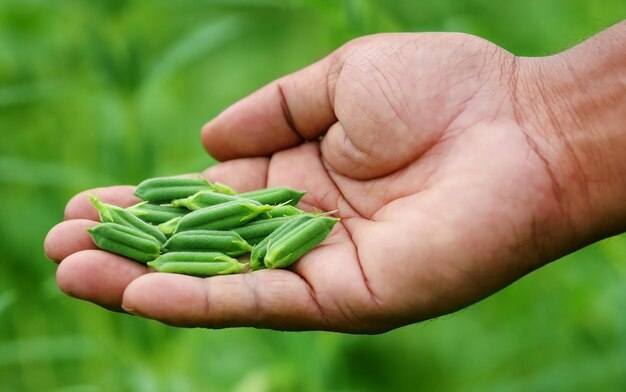 Foto baccelli di sesamo che tengono per mano in giardino