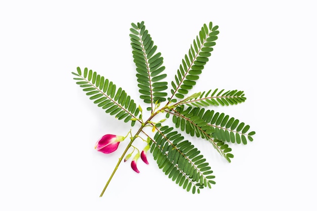 Sesbania Grandiflora red flower on white background