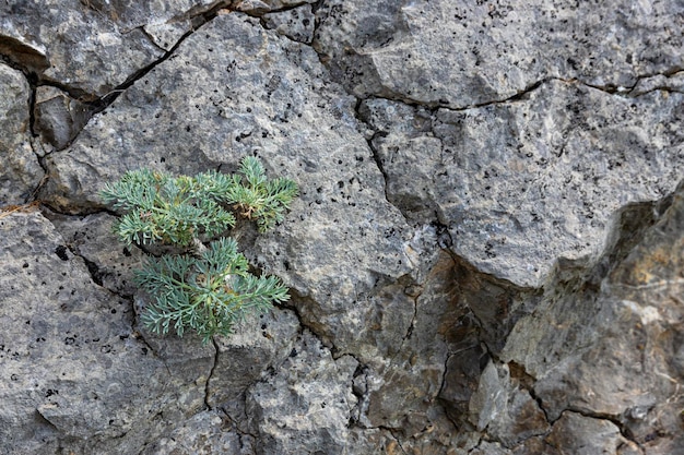 灰色の石灰岩の大理石の石の背景に Seseli 鰓野生ニンジン花ヤローの花 Millefolium アキレア孤独な植物