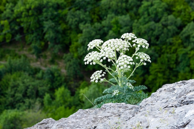 Seseli Gill Wild Wortel Bloem Duizendblad Bloem Millefolium Achillea Eenzame plant op grijze steen tegen groene bos achtergrond