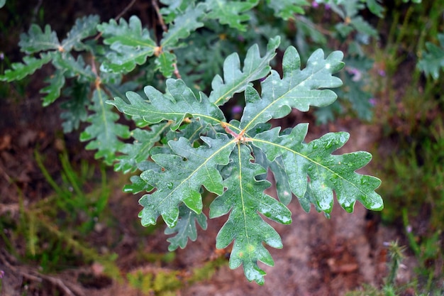 Sessile oak Quercus petraea