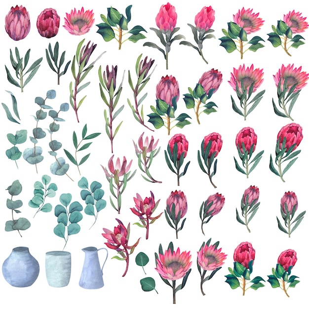 Set aquarel elementen voor ontwerp van magenta protea bloemen en bladeren zonder achtergrond