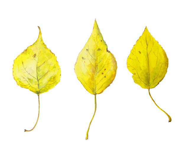 Foto set aquarel gele herfstbladeren. seizoensgebonden illustratie