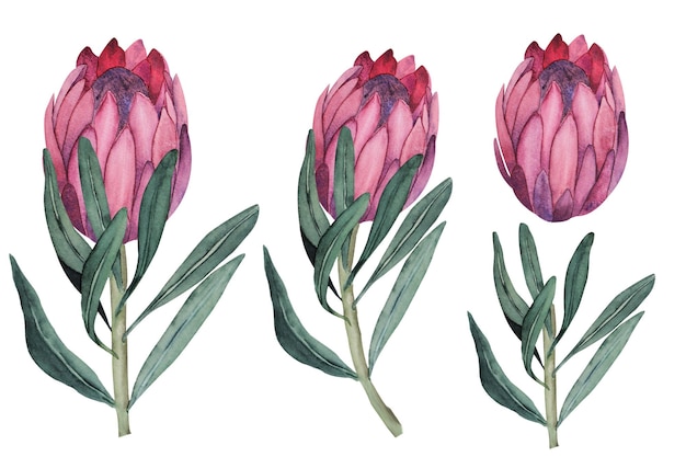 Foto set aquarel illustraties van protea bloemen en bladeren zonder achtergrond