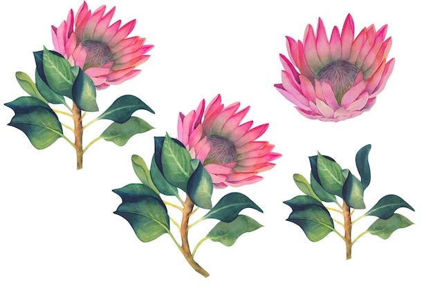 Set aquarel illustraties van protea bloemen en bladeren zonder achtergrond