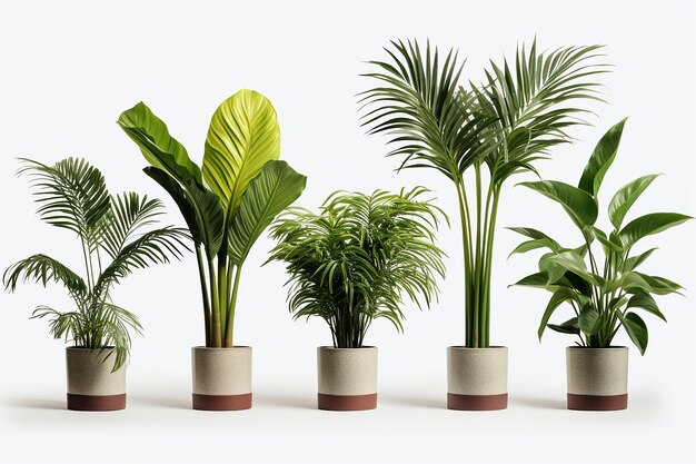 Photo set of areca palm houseplants