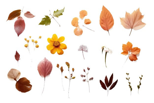 Set of autumn composition with dry leaves on a white background AI