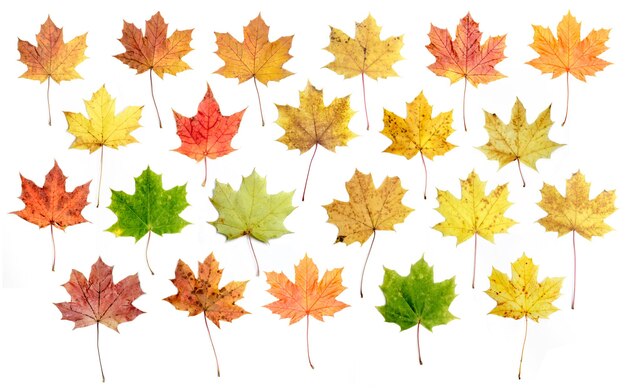 A set of autumn leaves for designers