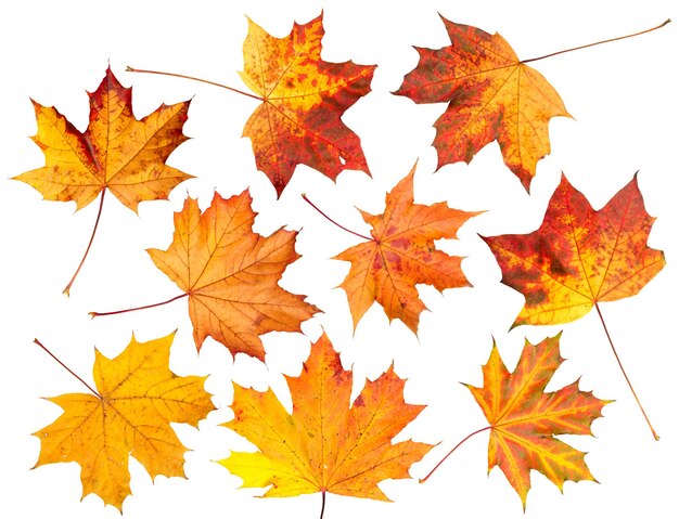 Foto insieme delle foglie di autunno isolate
