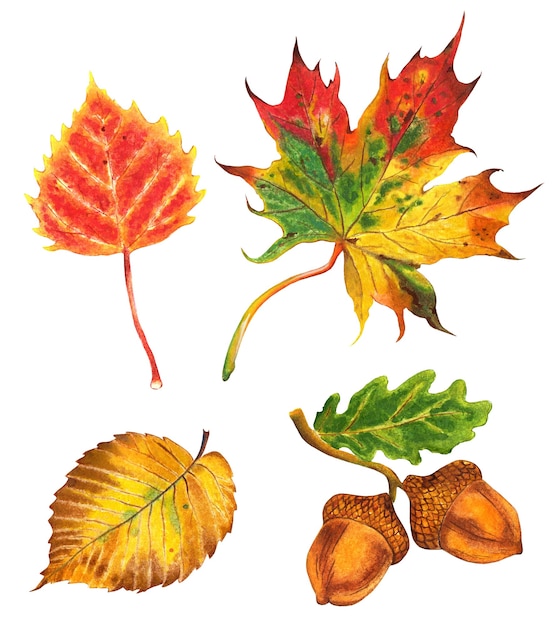 set of autumn leaves leaves of oak elm maple birch and acorns autumn illustration handdrawn