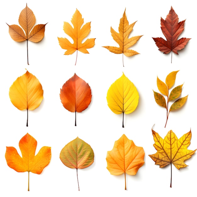 a set of autumn leaves on a white background abstract foliage a fallen leaf