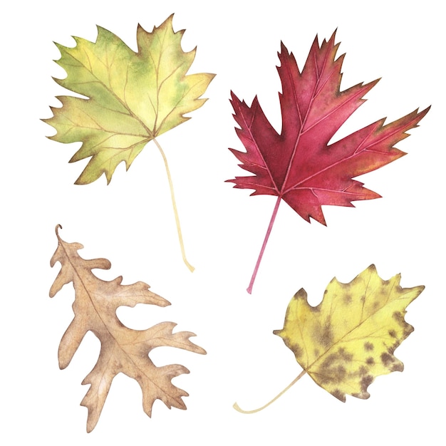 Set Autumn maple oak poplar leaves watercolor isolated on white Hand drawn illustration Art for design