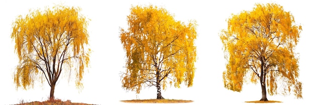 Set di alberi autunnali con foglie gialle isolate su uno sfondo bianco o trasparente con alberi