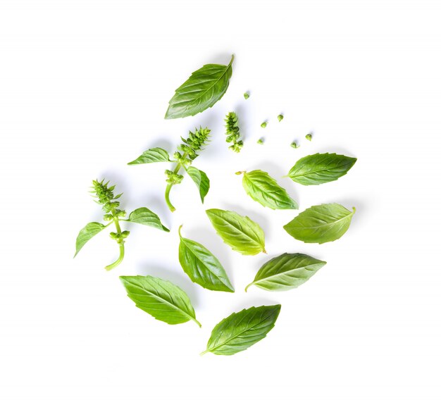 Set of basil leaf isolated