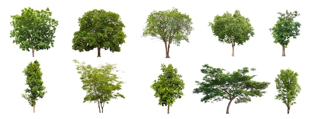 Set beautiful trees isolated on white background Collection of Isolated Trees on white