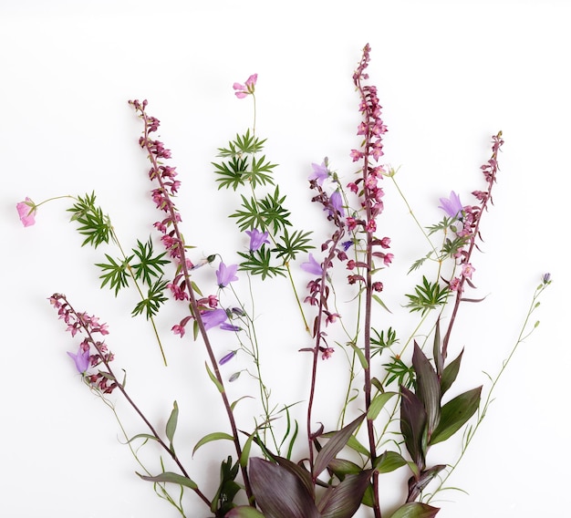 Set of beautiful wild orchid flowers isolated on white