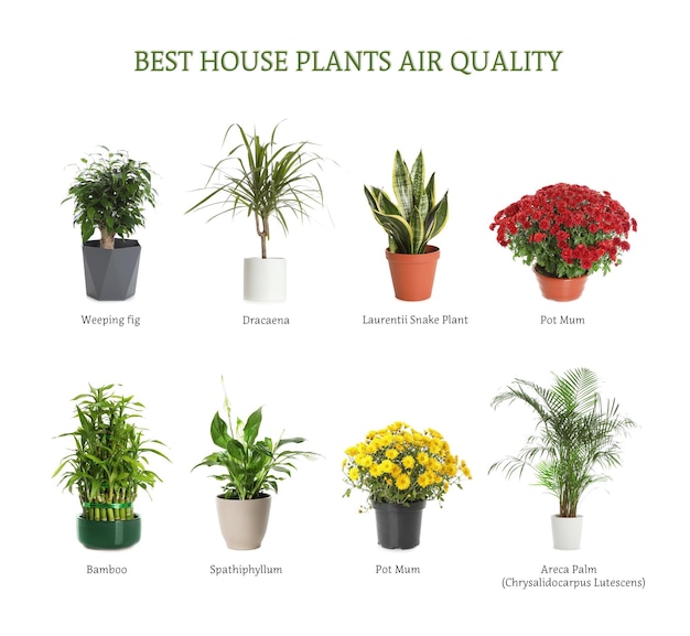 Premium Photo Set of best house plants for air quality improvement on