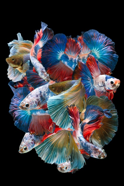 블랙에 Bettafish 세트