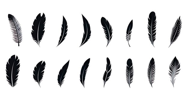 Photo set of black feather in a flat style set of bird