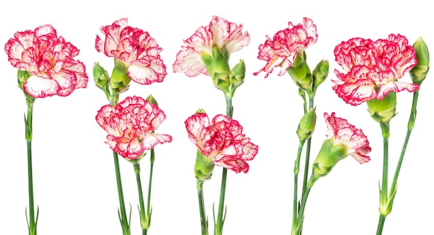 Set of blooming carnation flower isolated on white background