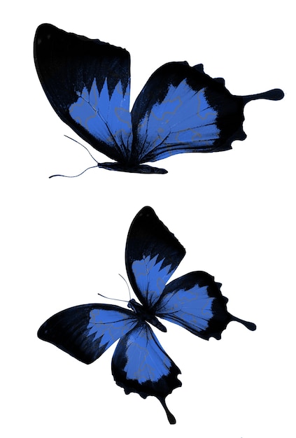 Set of blue butterflies isolated on a white background. High quality photo