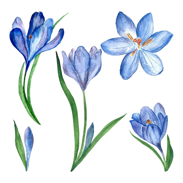 a set of blue crocus primrose in watercolor