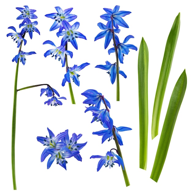 A set of blue flowers with green leaves and a white background.