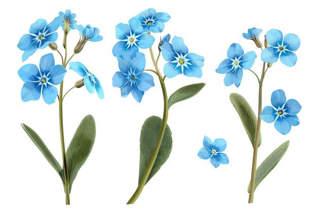 Set of blue forget me not flowers isolated on white