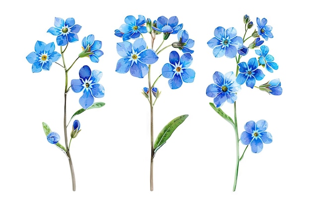 Set of blue forget me not flowers isolated on white