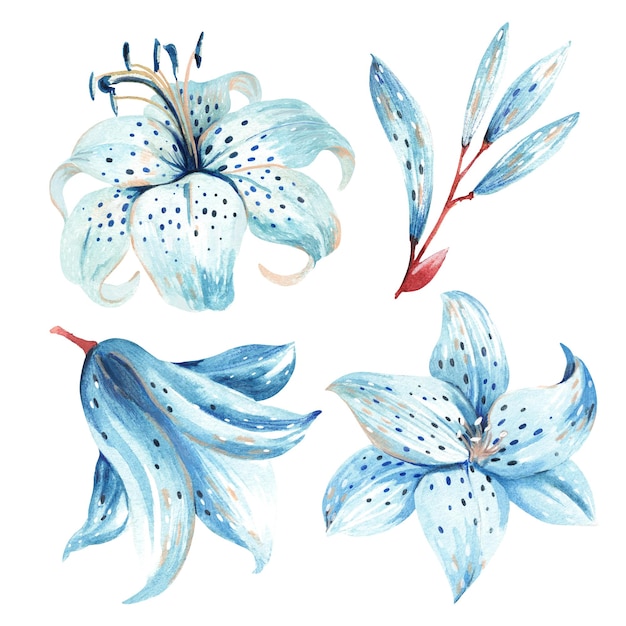 Set of blue lilies on a white background watercolor illustration