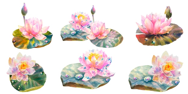 Set of Botanical watercolor illustration of water lilies with dew drops on white background