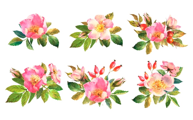 Set of botanical wild rose flower watercolor watercolor bouquet of rose hip flowers leaves