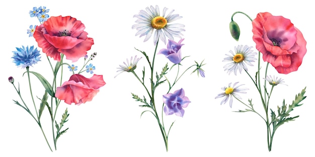 야생 꽃의 꽃줄기 세트 손으로 칠한 수채화 식물학 일러스트레이션 고립된 배경에 마늘, 옥수수, 카모 및 블루벨과 함께 초원 꽃의 부켓