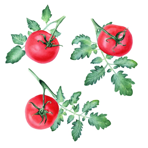 赤いトマトと葉の枝のセット 白い背景に隔離された手描きの水彩画 カードのデザイン 招待状 メニュー ロゴ ラベル