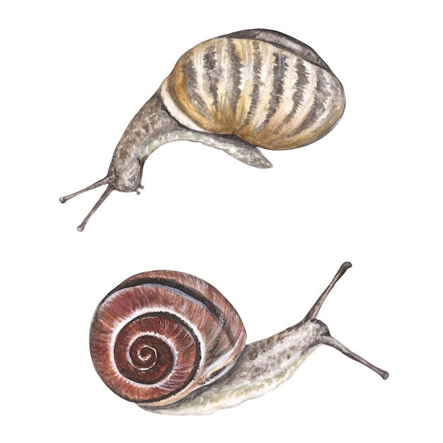 Set of brown forest snails Watercolor illustration isolated on white background