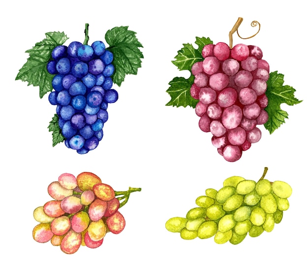 Фото Набор гроздей винограда акварельные иллюстрации