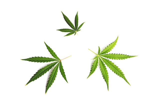 Set di foglie di cannabis isolate su sfondo bianco