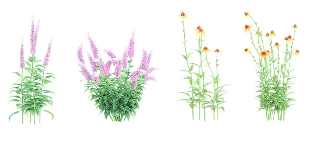 Set Chinese astilbeEchinacea Fountain bloemplanten geïsoleerd op transparante achtergrond 3D-rendering