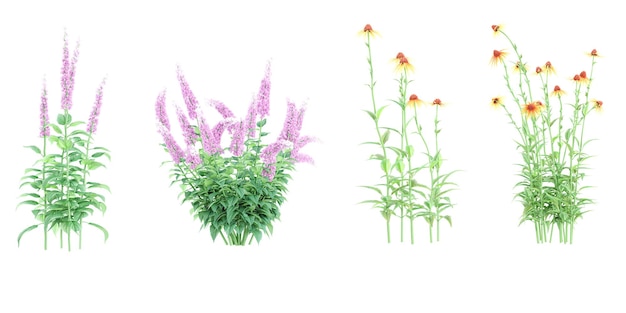 Set of Chinese astilbeEchinacea Fountain flower plants isolated on transparent background 3D render