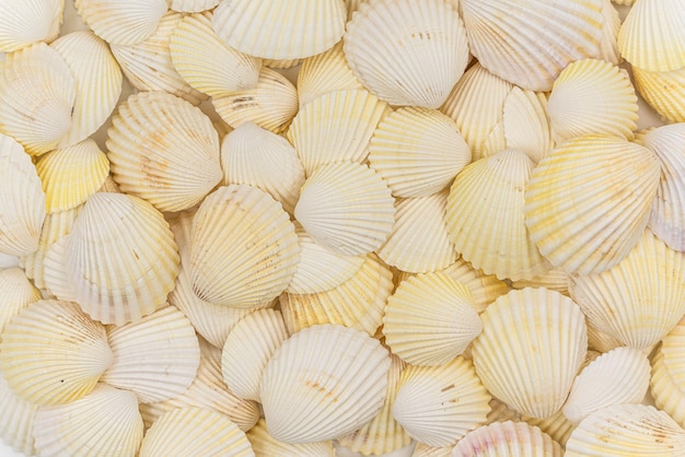 Set clam weekdier schelpen geïsoleerd op een witte achtergrond