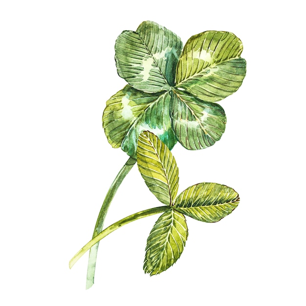 Un insieme di foglie di trifoglio - a quattro foglie e trifoglio. illustrazione ad acquerello elemento di design happy saint patricks day