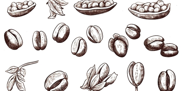 Photo set of coffee beans illustration