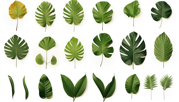 Set collection of different tropical leaves isolated white background